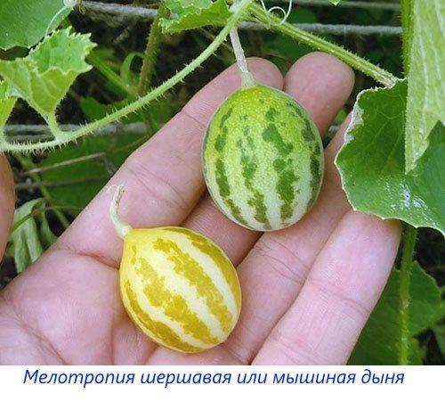 Melotropía áspera o melón de ratón