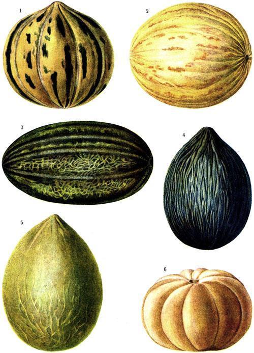 Variedades populares de melones.
