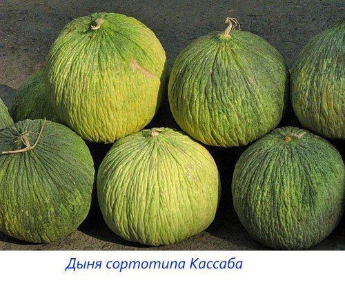 Melones de la variedad Kassaba