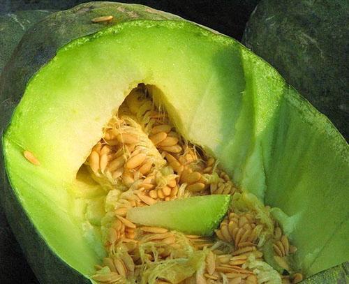 El melón resistente está listo para el consumo a finales del invierno.