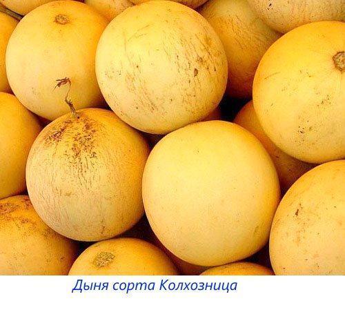 Variedades de melón Kolkhoznitsa
