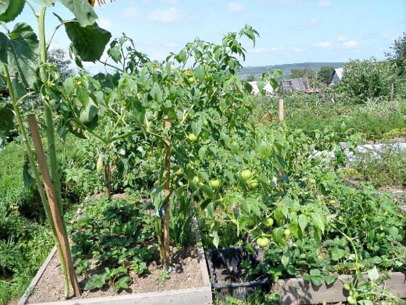 Physalis en el jardín