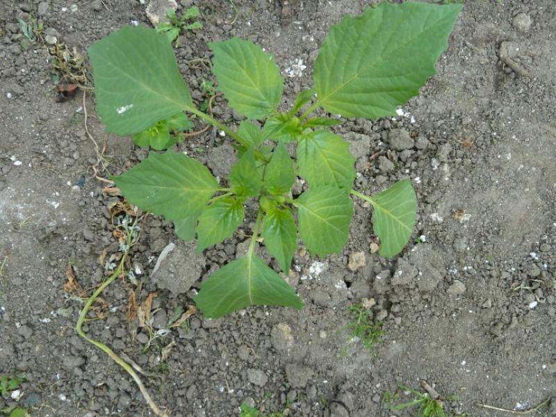 plantar physalis en campo abierto