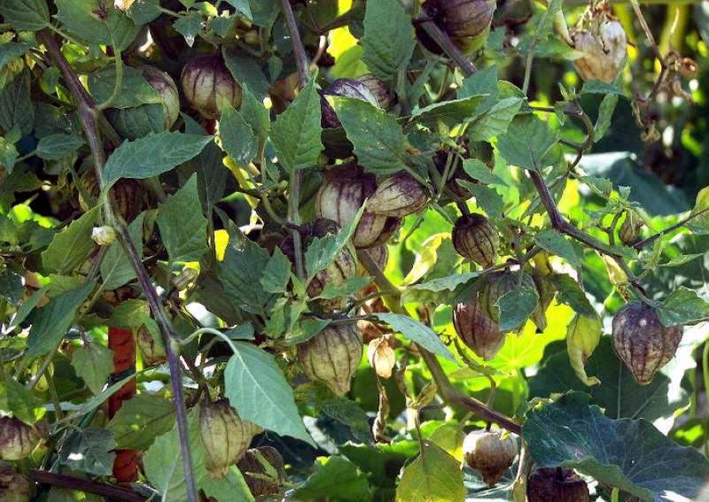 Physalis cultivo de hortalizas y cuidado de la foto de la fruta.