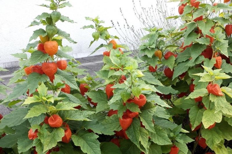 Foto de cultivo y cuidado de vegetales Physalis.