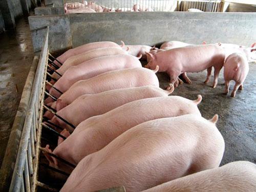 l'élevage de porcs en tant qu'entreprise