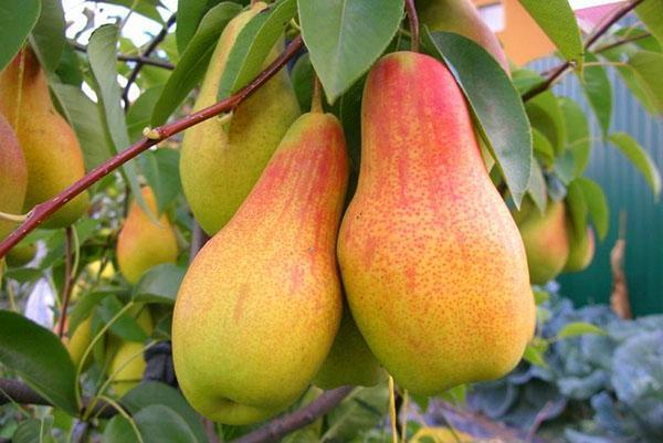 la récolte de la variété beauté Talgar