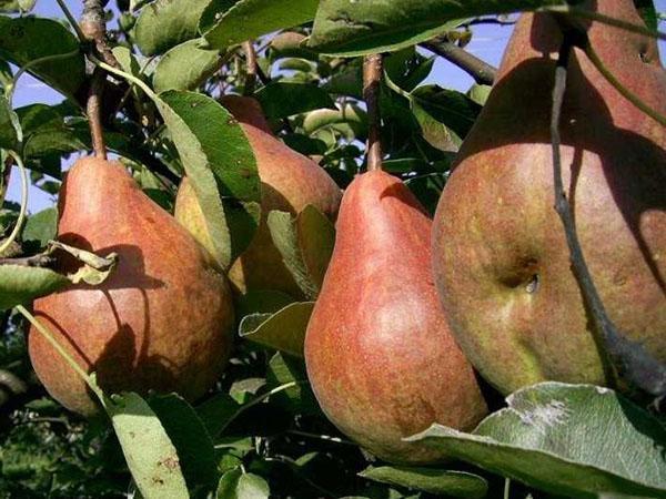 gros fruits