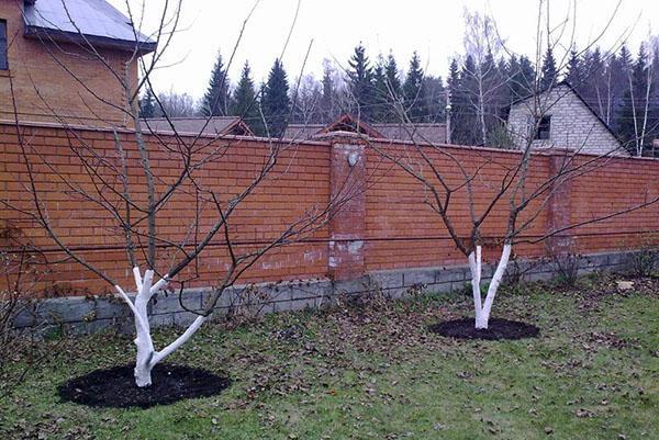 arbres bien entretenus