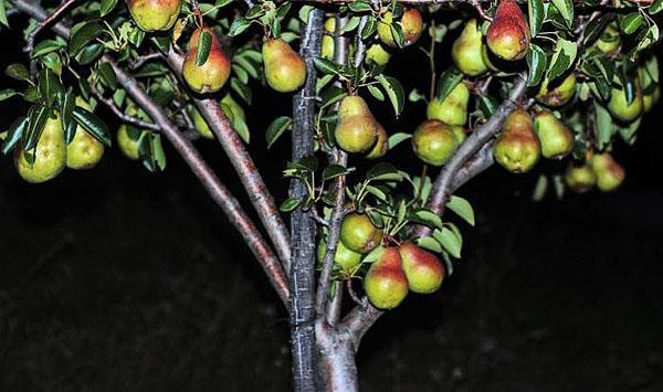 fructificación de un árbol joven