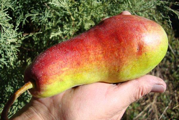variétés de poires Talgar beauté