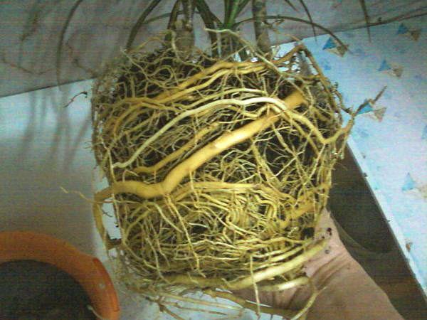 Lors du remplissage du pot avec des racines, il est nécessaire de transplanter