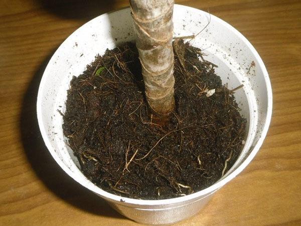 Plantation correcte de dracaena