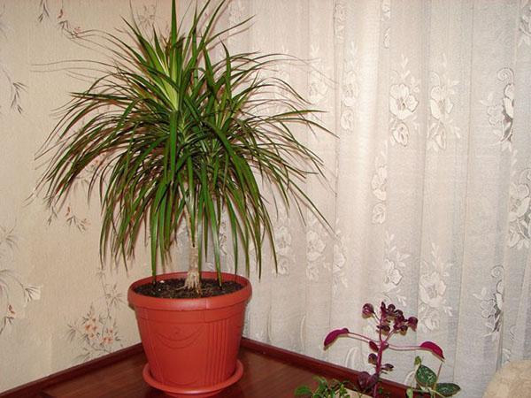 Grand dracaena