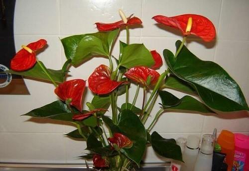 L'Anthurium fleurit abondamment