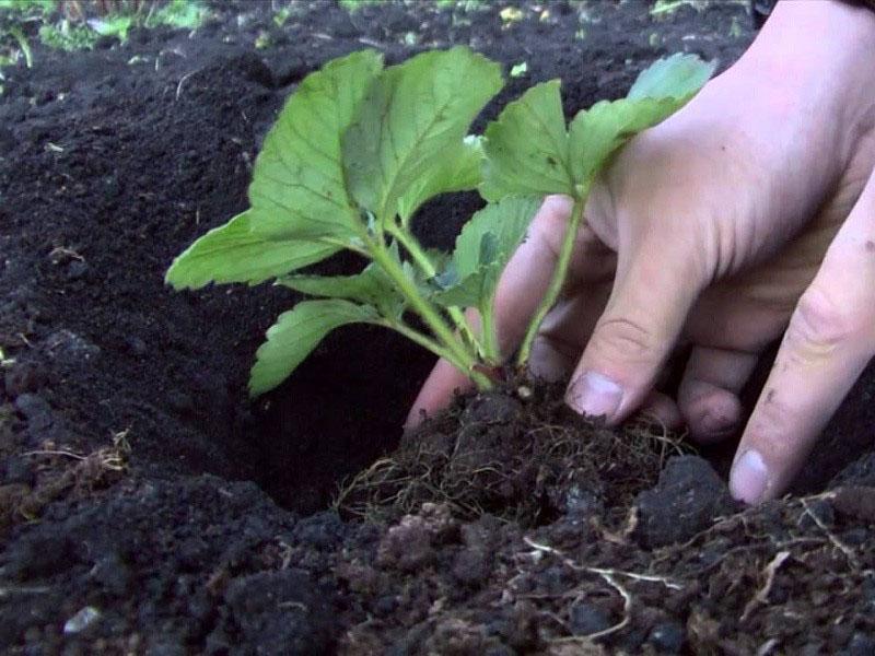placez soigneusement la plantule