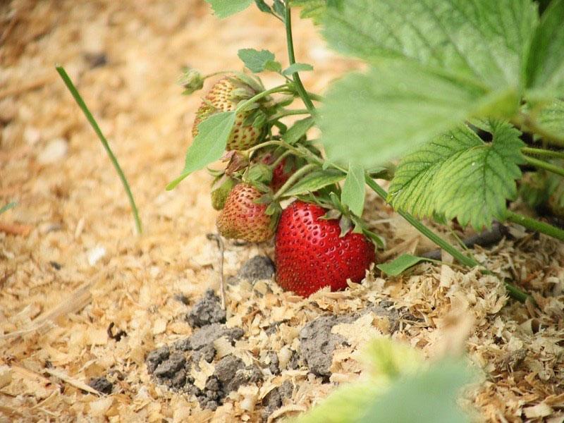paillage des arbustes fruitiers