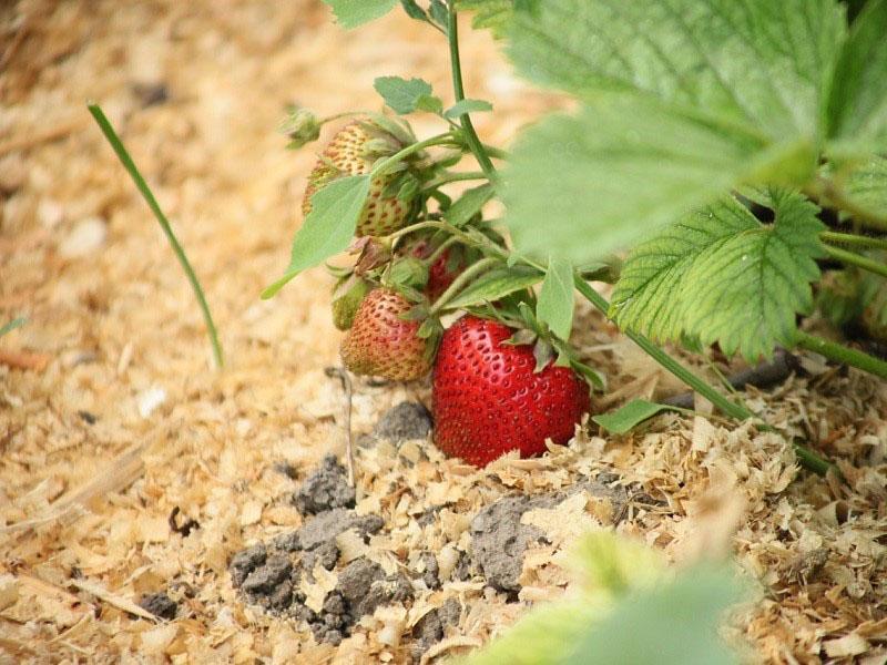 acolchado de arbustos fructíferos