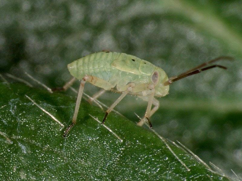 parasites de la fraise