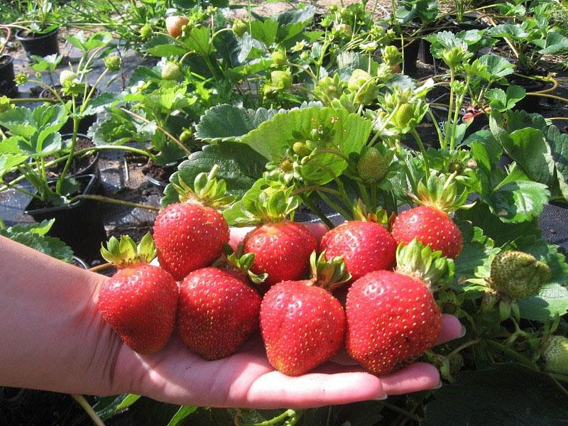 fraise à gros fruits