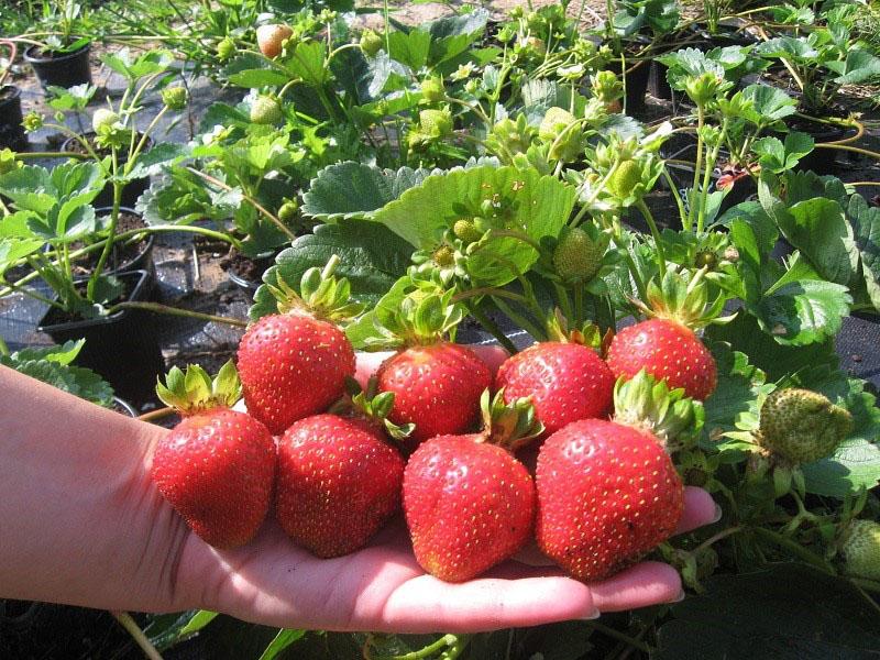 fraise à gros fruits