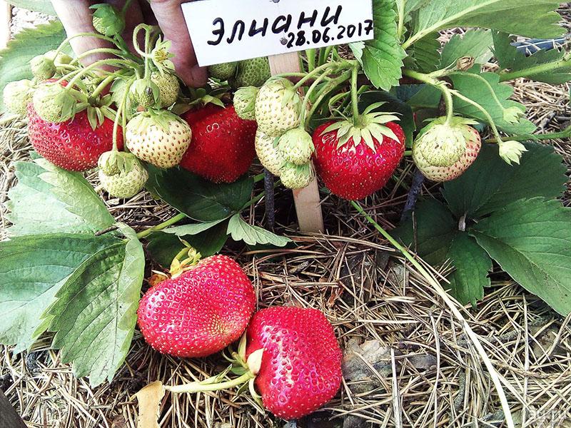 grosses fraises sucrées