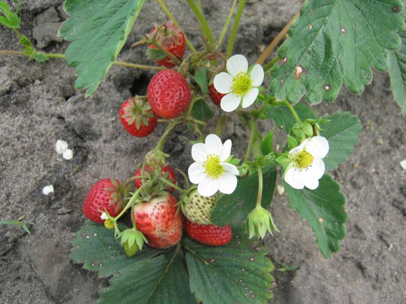 plantation et entretien des fraises eliane