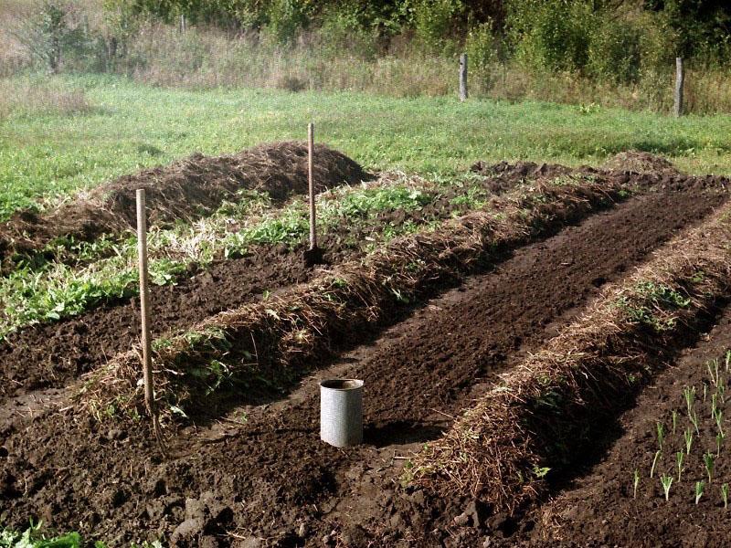préparation des plates-bandes pour la plantation de fraises