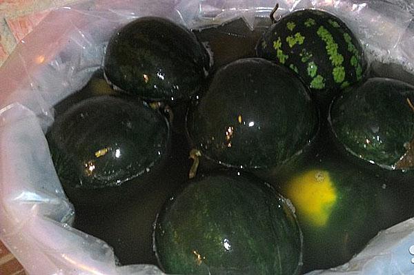 llenar el barril con sandías y llenar con salmuera