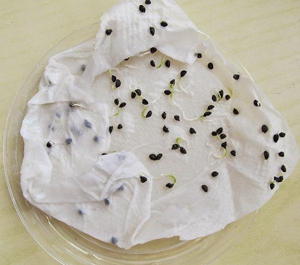 prueba de germinación de semillas