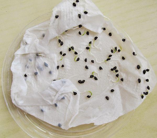 test de germination des graines