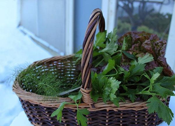 herbes fraîches à table