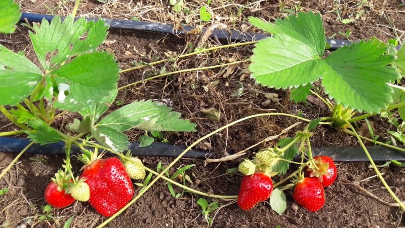 fresas frutales y riego