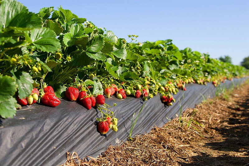 cómo regar las fresas maduras