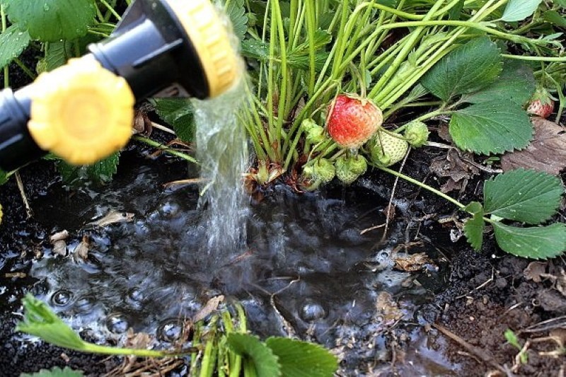Que ce soit pour arroser les fraises pendant que les baies mûrissent