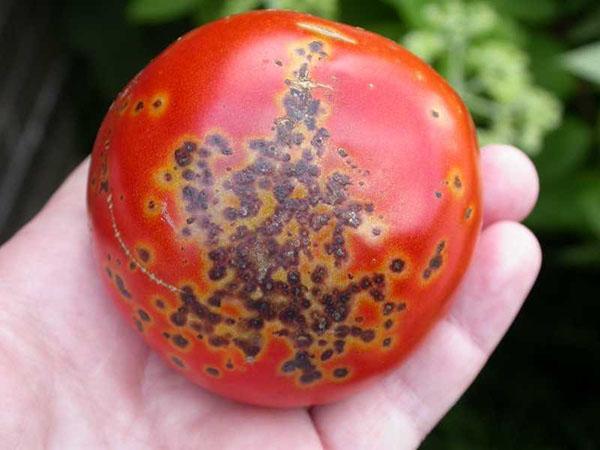 Mancha bacteriana negra