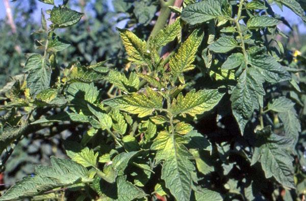 maladies virales de la tomate