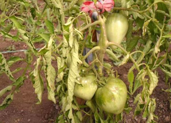 enfermedades fúngicas del tomate