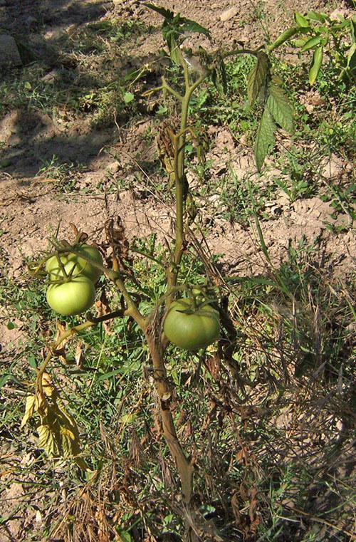 marchitamiento por fusarium