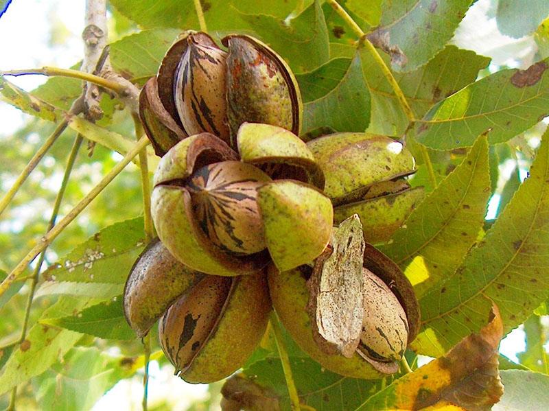 noix de pécan mûrissant