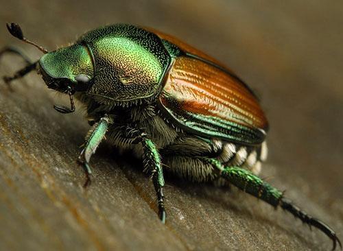 Gorgojo chino de cuatro puntos, plaga cuarentenaria