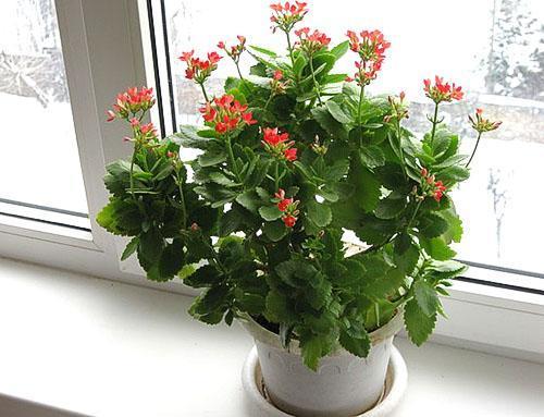 Buisson de Kalanchoe de deux ans taillé