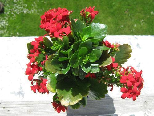 La deuxième floraison du Kalanchoe taillé