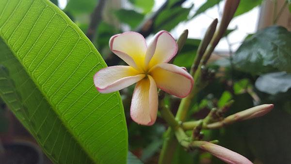 plumeria tendre