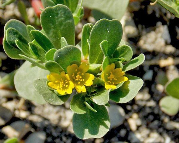 comment enlever le pourpier jardin