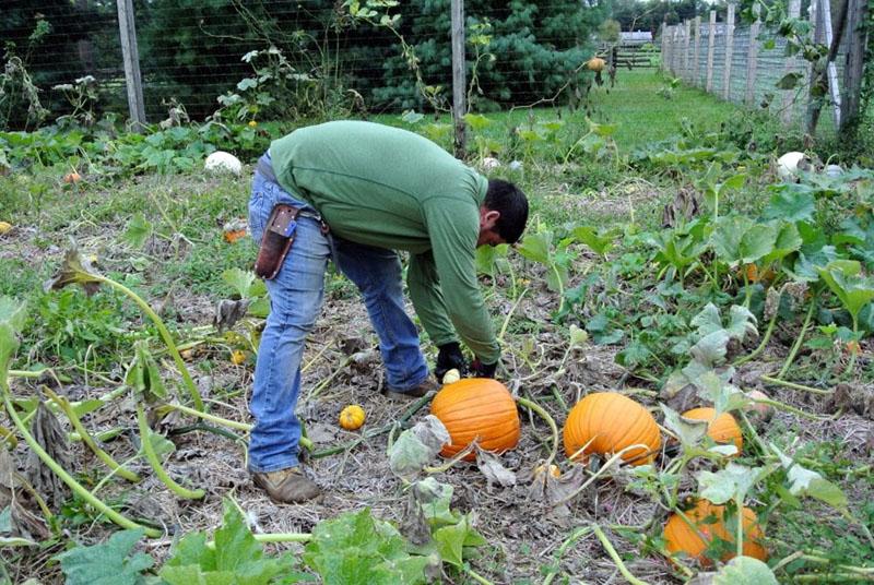 cuando sacar la calabaza del jardín