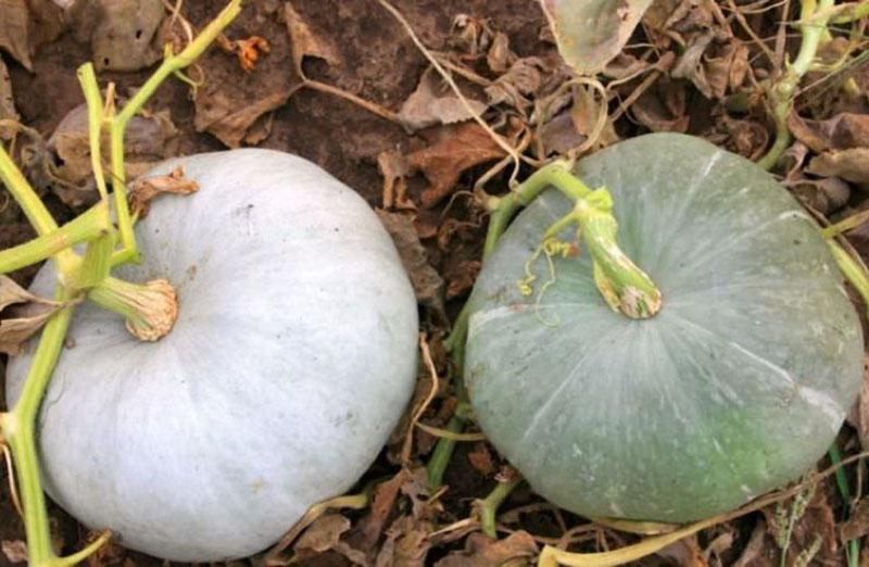 es hora de cosechar la calabaza