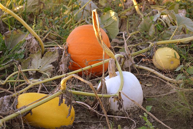 calabaza madura