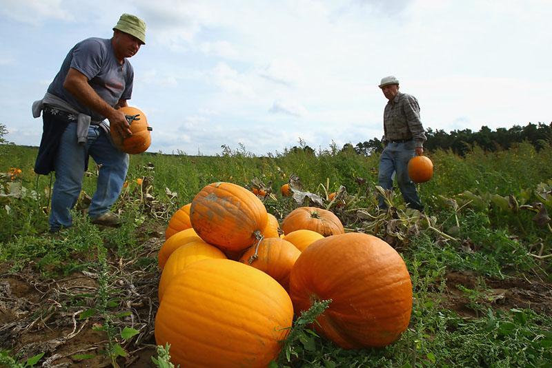 cuando cosechar calabaza en los Urales