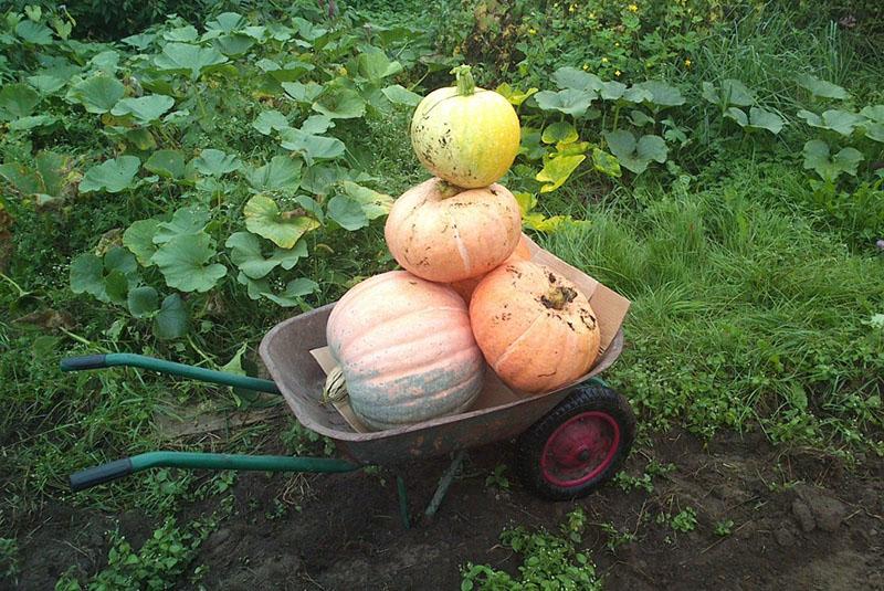 quitar la calabaza del jardín